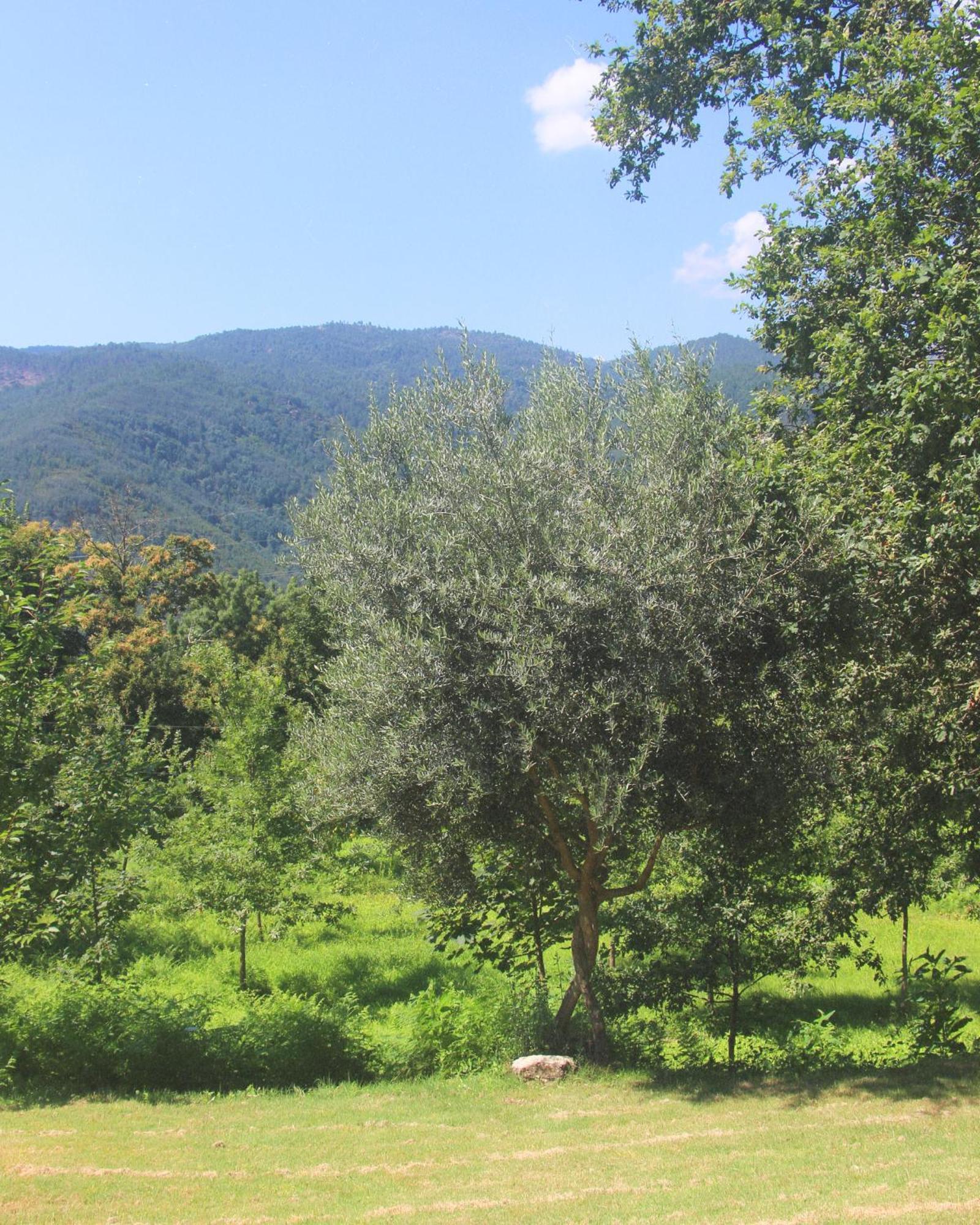 Geres - Aldeia Turistica De Louredo Villa Vieira do Minho Bagian luar foto